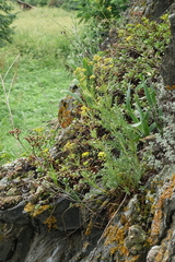 Patrinia intermedia, photograph (c) Oleg Kosterin, some rights reserved (CC BY)