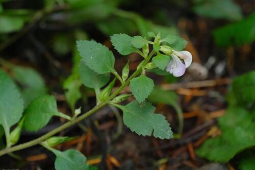 Pedicularis racemosa, photograph 5
