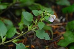 Pedicularis racemosa, photograph (c) Alexis Tinker-Tsavalas, some rights reserved (CC BY)