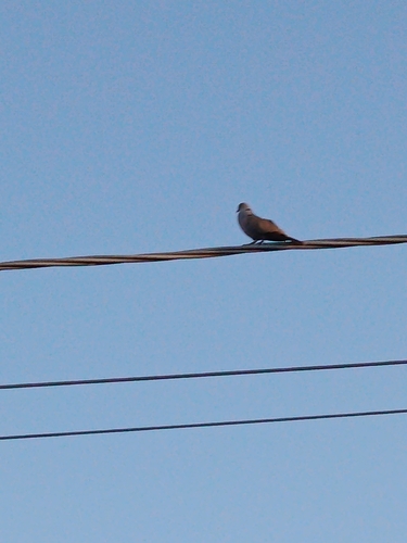 Eurasian Collared-Dove