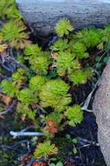 Luetkea pectinata, photograph (c) Alexis Tinker-Tsavalas, some rights reserved (CC BY)