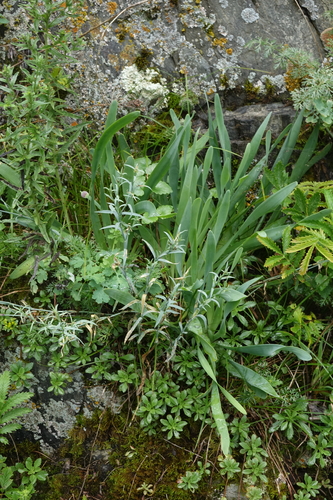 Allium nutans, photograph 3