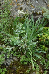Allium nutans, photograph (c) Oleg Kosterin, some rights reserved (CC BY)