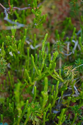 Cassiope mertensiana
