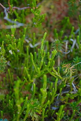 Cassiope mertensiana
