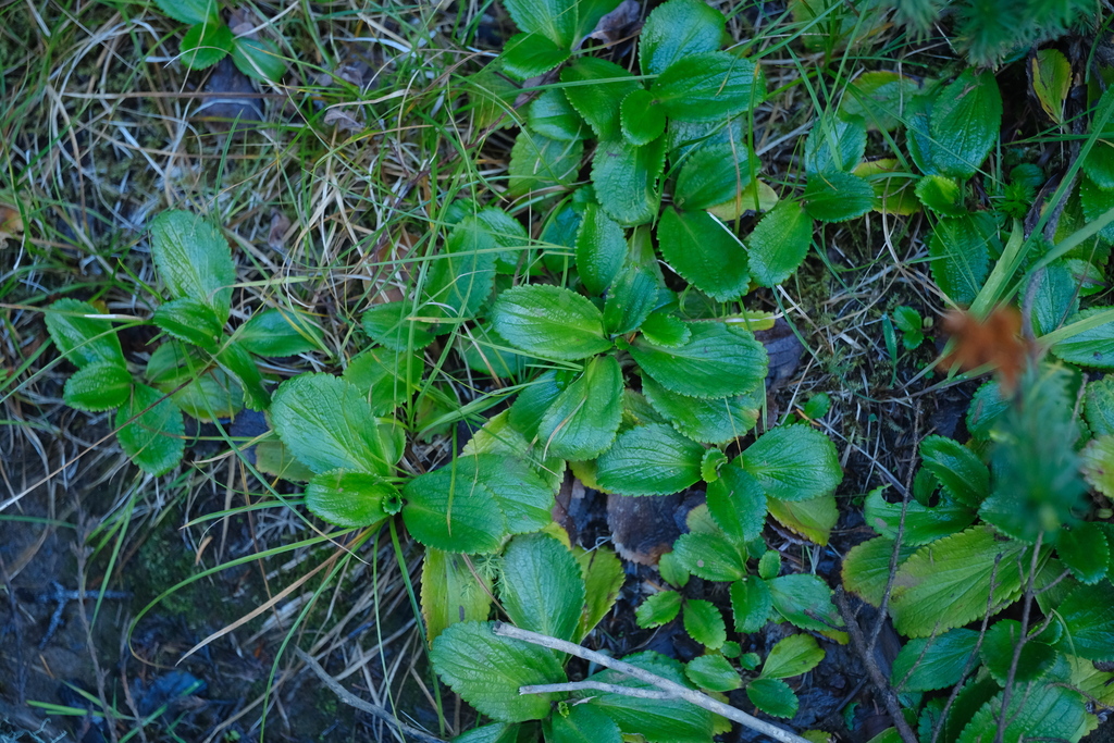 Leptarrhena pyrolifolia; photograph (c) Alexis Tinker-Tsavalas, some rights reserved (CC BY)
