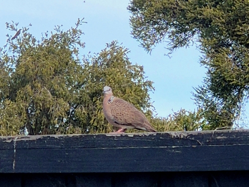 Spotted Dove