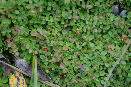 Hypericum anagalloides