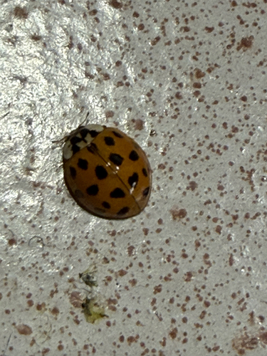 Asian Lady Beetle