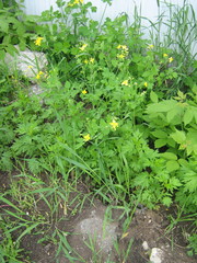 Chelidonium majus