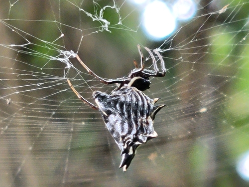 Spined Micrathena