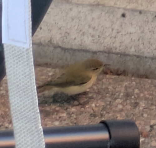 Common Chiffchaff