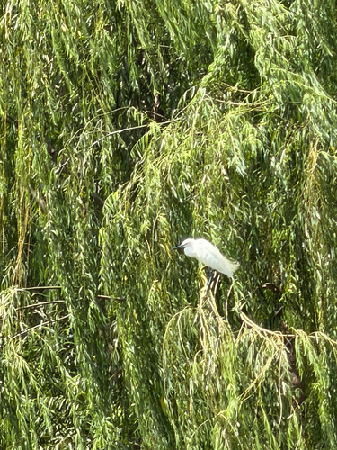 Little Egret