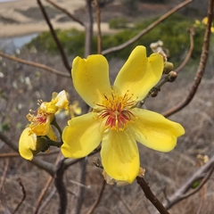(c) Martin Rady, some rights reserved (CC BY) Cochlospermum gillivraei, photograph (c) Martin Rady, some rights reserved (CC BY)