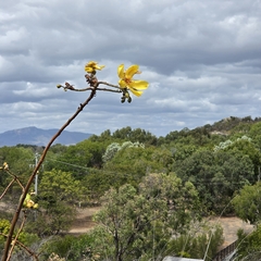 (c) Martin Rady, some rights reserved (CC BY) Cochlospermum gillivraei, photograph (c) Martin Rady, some rights reserved (CC BY)