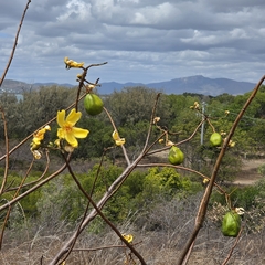 (c) Martin Rady, some rights reserved (CC BY) Cochlospermum gillivraei, photograph (c) Martin Rady, some rights reserved (CC BY)