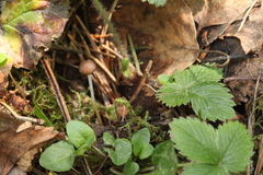 Strobilurus tenacellus