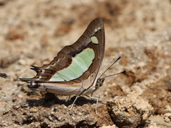 Polyura agraria