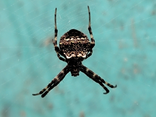 Heptagonal Orbweaver