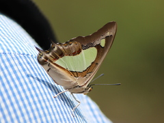 Polyura agraria