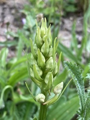 Dactylorhiza viridis