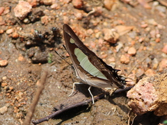 Polyura agraria