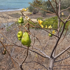 (c) Martin Rady, some rights reserved (CC BY) Cochlospermum gillivraei, photograph (c) Martin Rady, some rights reserved (CC BY)