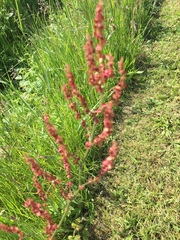Rumex thyrsiflorus