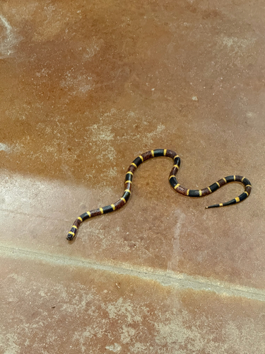 Texas Coralsnake