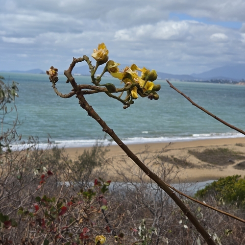 Cochlospermum gillivraei, photograph 6