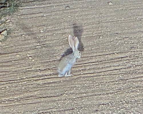 Antelope Jackrabbit observed by quick3beers