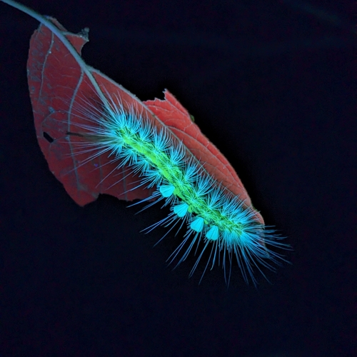 Definite Tussock Moth photo 6