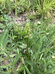 Dactylorhiza viridis