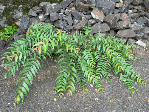 Woodfordia fruticosa observed 2026-09-11