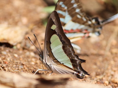 Polyura agraria