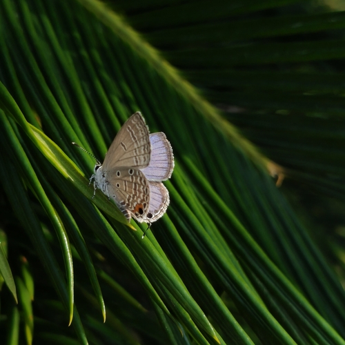 Plains Cupid
