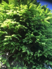 Abies alba