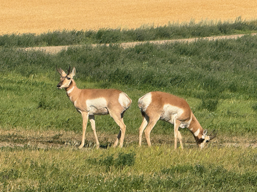 Pronghorn