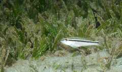 Diplectrum bivittatum