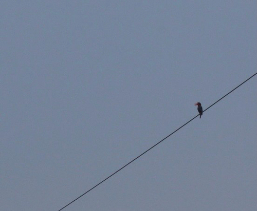 Javan Kingfisher