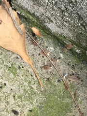 Arachnida