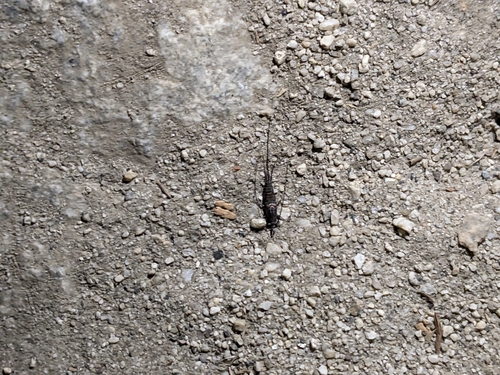 iNaturalist observation photo of Machiloides