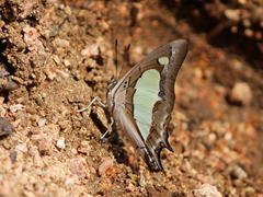 Polyura agraria