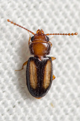 Laemophloeus terminalis