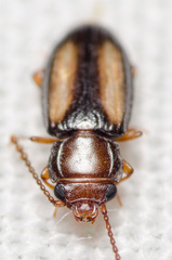 Laemophloeus terminalis