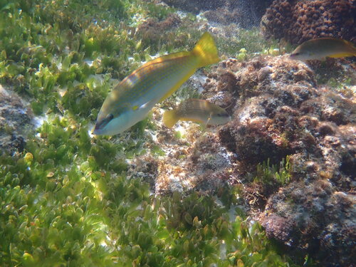 Anampses elegans observed 2026-09-12