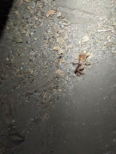 iNaturalist observation photo of California Camel Cricket