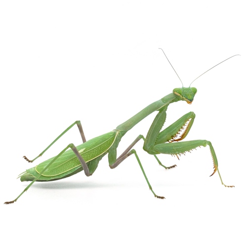 Arizona Mantis