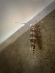 Argyresthia trifasciata