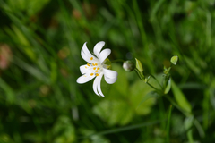 Rabelera holostea